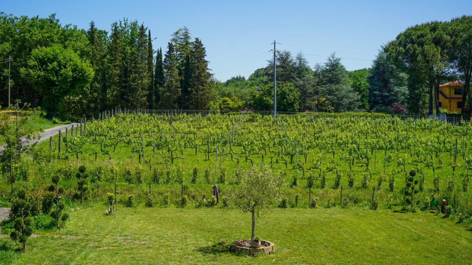La Casa Nella Vigna Colline Del Vino Apartment Capannori Exterior photo